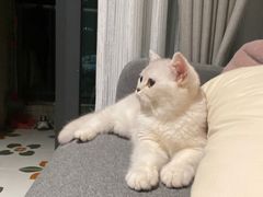 -lincat·猫舍(广州店)