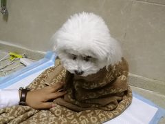 -安安宠医·臻爱宠物医院·宠保定点(营门口路分院)