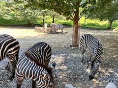 -北京野生动物园