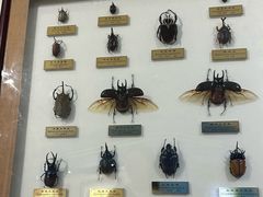 -上海昆虫博物馆