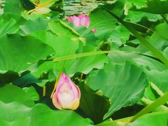 -素心小筑(后沙裕镇店)