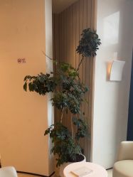 -智美品质医美