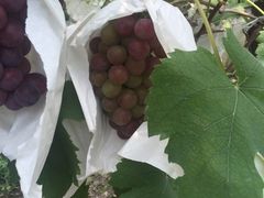 -马陆小张葡萄园农家乐