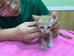 医生认真检查猫咪身体-瑞鹏宠物医院·夜间急症·心超·猫科(祖庙分店)