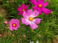 -羊亭河湿地公园