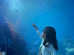 -涛·海底餐厅·美人鱼·自助餐·海底隧道(三亚海棠湾洲际度假酒店)