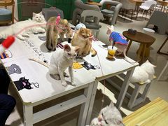 -藏猫猫咖啡主题馆(中央大道店)