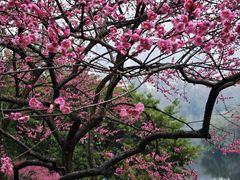 -重庆彩云湖湿地公园