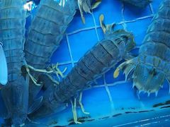 -金苑海鲜酒家(来魅力店)