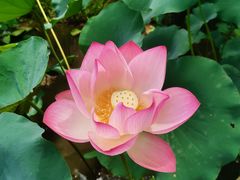 -曼听御花园