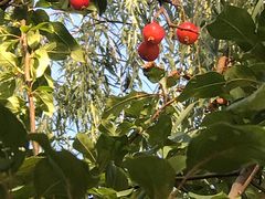 -大兴滨河森林公园