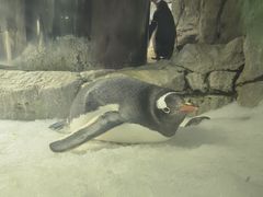 -悉尼海洋生物水族馆