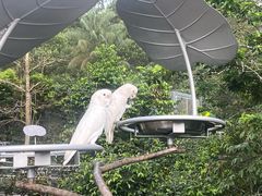 -新加坡飞禽公园