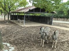 -上海野生动物园