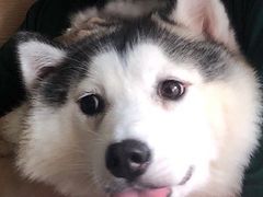 -Husky Go! 哈士奇体验馆·宠物咖啡厅狗咖