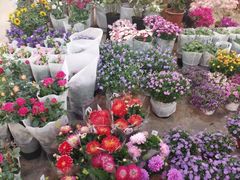 -双季花艺园艺市场(浦东店)