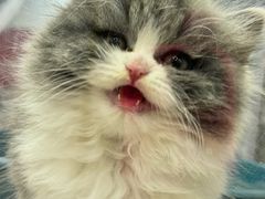 -瑞派康怡24h宠物医院·犬猫医疗中心·微创绝育(瑞景分院)
