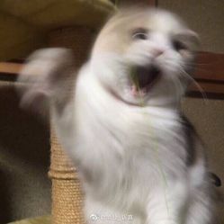 -熙柚中式美睫美甲