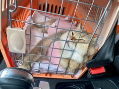 -纳吉亚猫专科动物医院·北北分院
