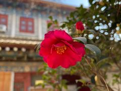 -西安大兴善寺