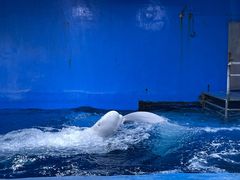 -海合安天津极地海洋公园