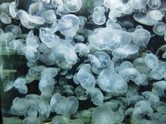 -绿色星球动物主题公园