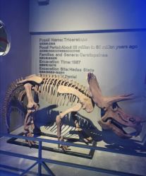 -恐龙探索乐园(磁器口店)