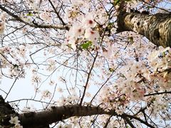 -高东镇樱花园