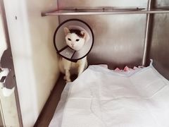 -思琪宠物医院(昆山花桥店)