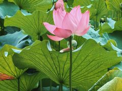 -莲池书院博物馆