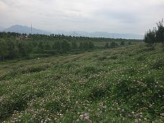 -洨河生态公园