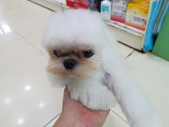 -家有小宠宠物美容(双楠街店)