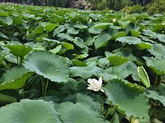 -莲池书院博物馆
