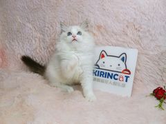 -十年猫舍·猫咪专门店(普陀店)