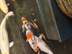 -百年果林椰子鸡(宝安总店)