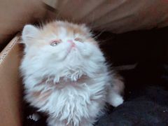 -Bastet sally猫舍购宠(静安店)