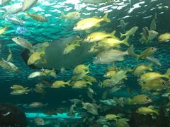 -瑞普利水族馆