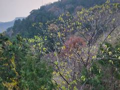 -北京西山国家森林公园