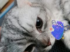 -东莞宠友24H宠物中心医院·转诊夜诊·异宠(新河北路院)