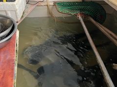 -万佛湖许老大铁锅鱼(黑金冠店)