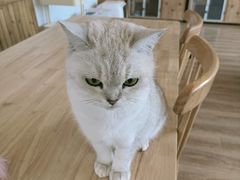 -猫的茶·猫咖