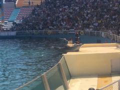 -秦皇岛乐岛海洋王国