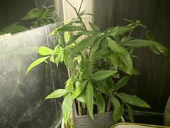 -耳域躺式采耳馆SPA馆(王家湾店)