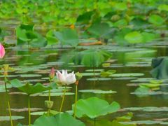 -皇家御河游(紫御湾码头)