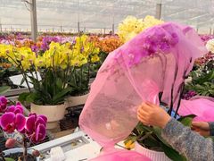 -龙大花卉苗木市场