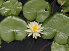 -映月湖公园