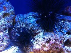 -上海海洋水族馆