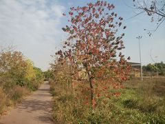 -淇河国家湿地公园