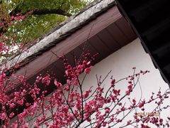 -八大山人梅湖景区