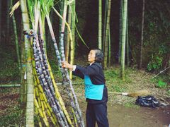 -楠溪江石桅岩